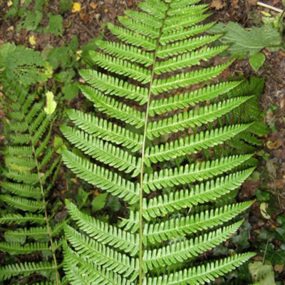 Dryopteris Affinis - Hardy Fern, Lacy Fronds, Part Shade, Moderate Height (30-40cm Height Including Pot)