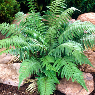 Dryopteris Atrata - Hardy Fern, Dark Green Foliage, Part Shade ...