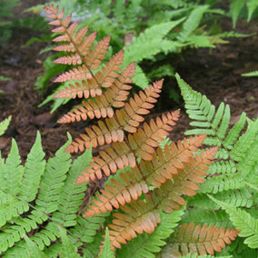 Dryopteris Brilliance - Evergreen Hardy Fern, Vibrant Coppery Fronds, Part Shade, Compact Size (20-30cm Height Including Pot)