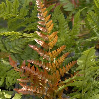 Dryopteris Brilliance - Evergreen Hardy Fern, Vibrant Coppery Fronds, Part Shade, Moderate Height (30-40cm Height Including Pot)