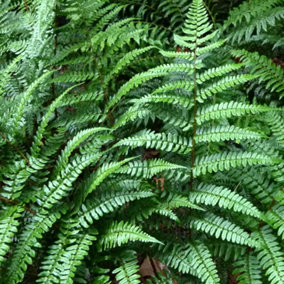 Dryopteris Championii - Hardy Fern, Elegant Fronds, Part Shade, Compact Size (20-30cm Height Including Pot)