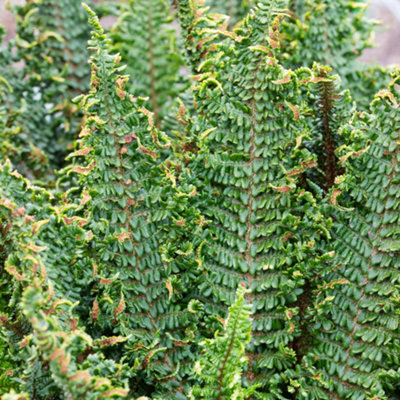 Dryopteris Crispa - Hardy Fern, Large Fronds, Part Shade, Moderate ...