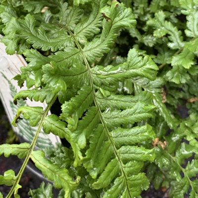 Dryopteris Cristata the King - Fern, Unique Crested Fronds, Part Shade, Compact Size (20-30cm Height Including Pot)