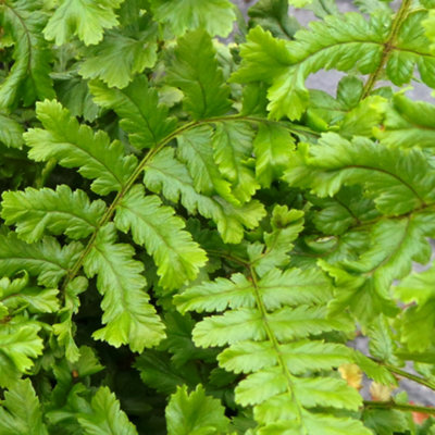 Dryopteris Cristata the King - Fern, Unique Crested Fronds, Part Shade, Compact Size (20-30cm Height Including Pot)