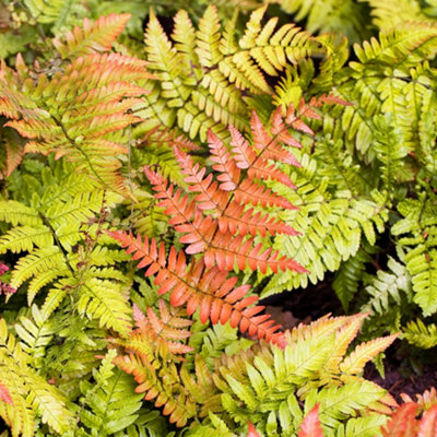 Dryopteris Erythrosora - Hardy Fern, Copper Shield Fronds, Part Shade ...