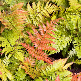 Dryopteris Erythrosora - Hardy Fern, Copper Shield Fronds, Part Shade, Compact Size (20-30cm Height Including Pot)