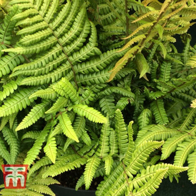 Dryopteris Jurassic Gold 9cm Pot x 1