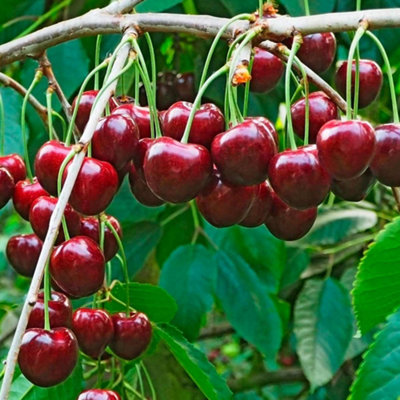Duo Cherry Patio Tree - Compact Dual-Variety Cherry Producer (5L, 2-3ft)