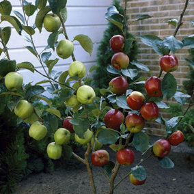 Duo Fruit Apple Tree, 2 Varieties of Apple on 1 Bare Root Tree, Ideal for Small Gardens Grow Your Own Fruit Trees