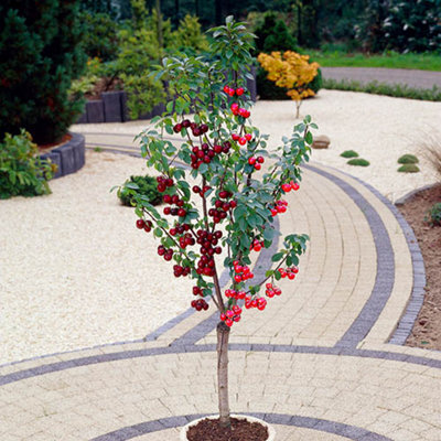 Duo Fruit Cherry Tree, 2 Varieties of Cherry on 1 Bare Root Tree, Ideal for Small Gardens Supplied as Bare Root Plants