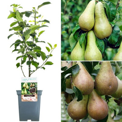 Duo Pear Patio Tree - Two Delicious Pear Varieties on One Compact Tree (5L, 2-3ft)