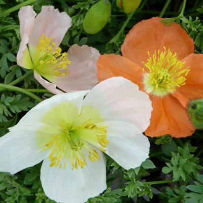 Dwarf Alpine Poppies Mixed - Rock Garden Gravel & Dry Site Flowers - 1L ...