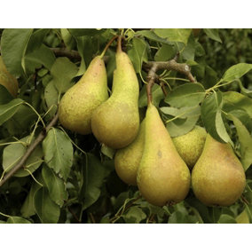 Dwarf Conference Self Fertile Sweet Pear Fruit Tree 100-120cm Supplied in a 7.5 Litre Pot