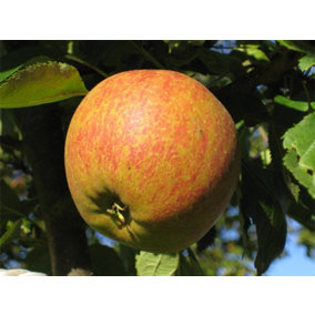 Dwarf Cox's Orange Pippin Apple Fruit Tree 120-150cm Tall in a 5 Litre Pot M26 Rootstock