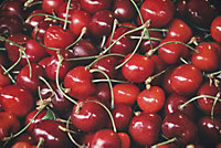 Dwarf Early Rivers Cherry Fruit Tree 4-5ft Gisela 5 Rootstock