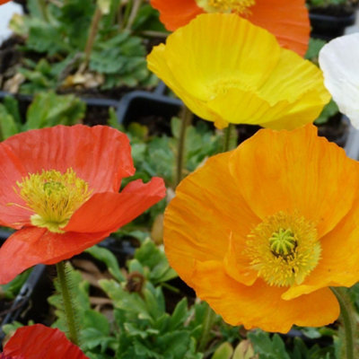 Dwarf Icelandic Poppy Garden Gnome - Large Sunny Flowers - 1 or 2 x 1L Pots