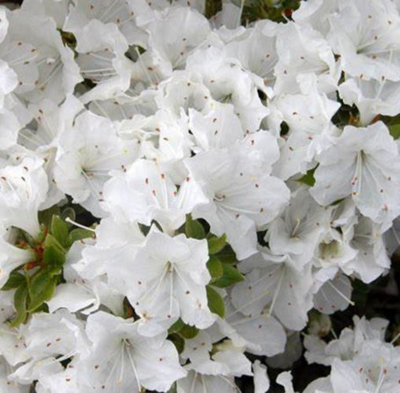Dwarf Japanese Azalea Japonica 'Panda' Evergreen Garden Shrub (2 Litre Pot)
