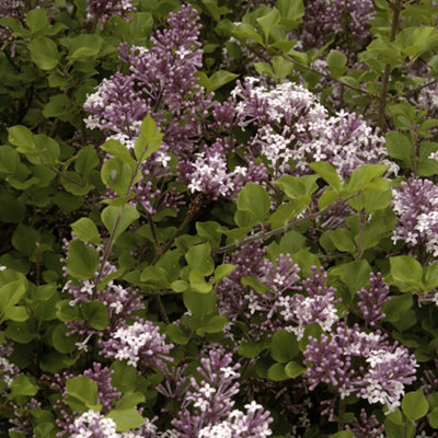 Dwarf Lilac bush - Syringa Palibin 3L 50-60cm