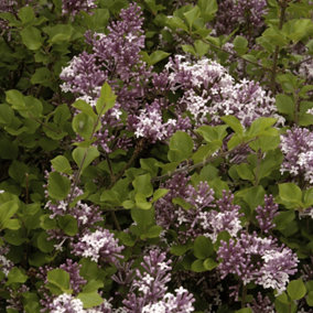 Dwarf Lilac bush - Syringa Palibin 3L 50-60cm