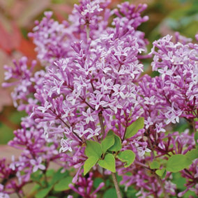 Dwarf Lilac  'Palibin'  9cm Potted Plant  x 1 - Hardy Perennial-Flower Shrub- Scented Garden Plant