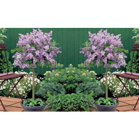 Dwarf Lilac Standard Potted Plant in 2 Litre Potted Plant x 1 - Fragrant Blooms - Perfect for Pollinators