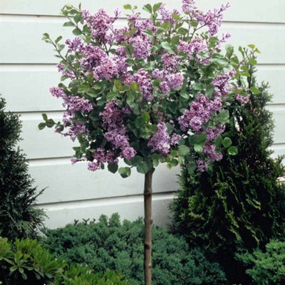 Dwarf Lilac Standard Potted Plant in 2 Litre Potted Plant x 2 - Fragrant Blooms - Perfect for Pollinators