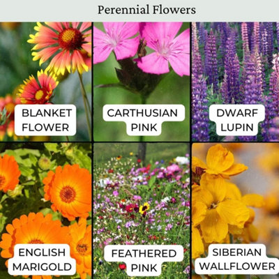 Dwarf Meadow Wildflower Seeds 100g (50m²) - 3