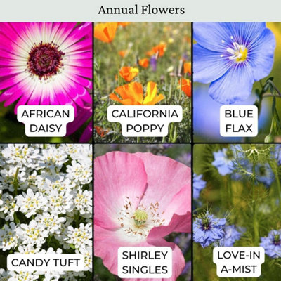 Dwarf Meadow Wildflower Seeds 100g (50m²) - 4