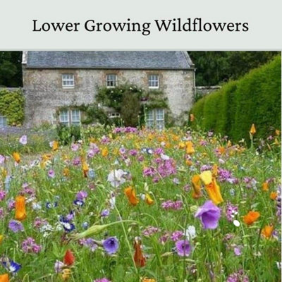 Dwarf Meadow Wildflower Seeds 20g (10m²)