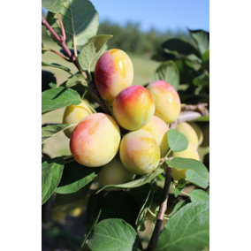 Dwarf Patio Aprimira Miracot Golden Plum Fruit Tree 3-4ft Supplied in a 5 Litre Pot