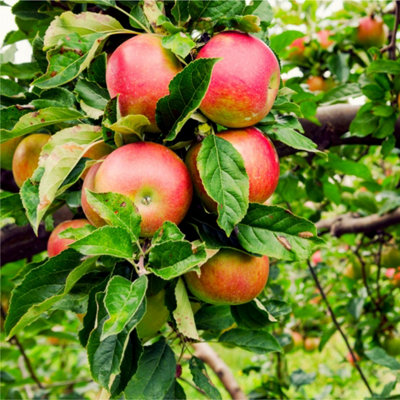 Dwarf Patio Beauty Of Bath' Apple Tree in  5L Pot, Miniature Tree, Ready to Fruit Mild,Sharp & Sweet