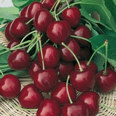 Dwarf Patio Burlat Cherry Tree, Dark Red, Sweet & Juicy Cherries,Ready ...