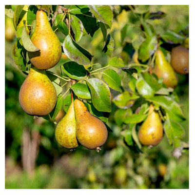 Dwarf Patio Conference Pear Tree in a 4L Pot, Miniature, Self-Fertile ...