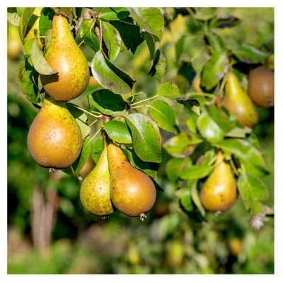 Dwarf Patio Conference Pear Tree in a 5L Pot, Miniature, Self-Fertile & Heavy Cropper, Ready to Fruit