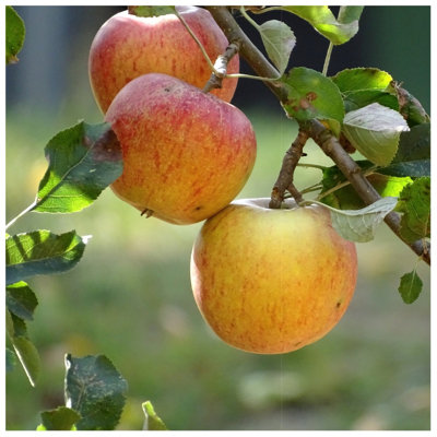 Dwarf Patio Cox's Orange Pippin Apple Tree, Ready To Fruit,Classic