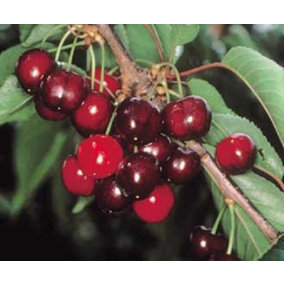 Dwarf Patio Early Rivers Cherry Fruit Tree 4-5ft Tall in a 7.5 Litre Pot