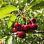 Dwarf Patio Fruit Tree Collection - 5 Potted Plants