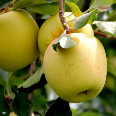 Dwarf Patio Golden Delicious Apple Fruit Tree 34ft Supplied in a 5