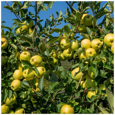 Dwarf/Patio Apple Tree - Golden delicious 1m main image 1