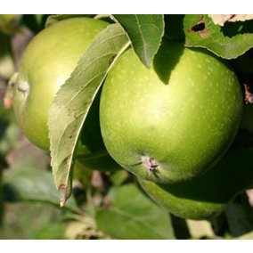 Dwarf Patio Granny Smith Apple Fruit Tree 3-4ft Supplied in a 5 Litre Pot