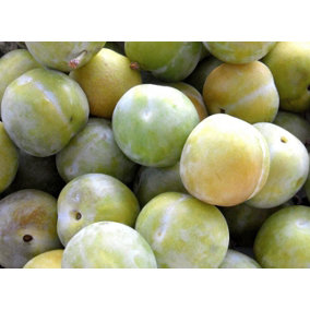 Dwarf Patio Greengage Plum Fruit Tree Supplied in a 5 Litre Pot