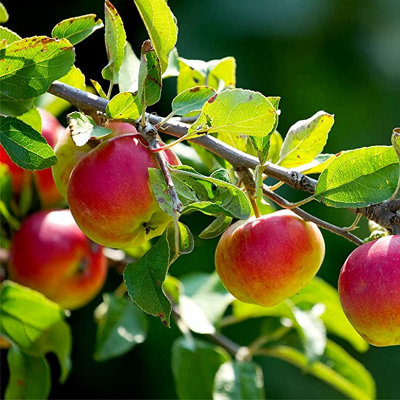 Dwarf Patio Howgate Wonder Apple Tree In 5L Pot, Juicy & Sweet, Cook & Eat