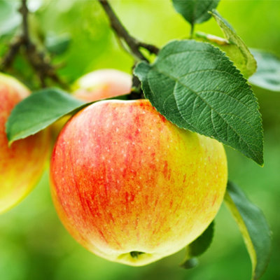 Dwarf Patio Jonagold Apple Tree In 5L Pot, Miniature,  Ready to Fruit Juicy, Sweet Tasty Apples