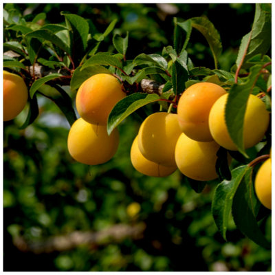 Dwarf Patio Mirabelle de Nancy Plum Tree, In a 5L Pot, Miniature & Self ...