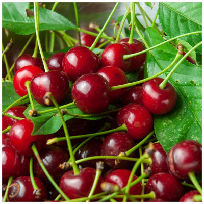 Dwarf Patio Morello Cherry Tree in 5L Pot, Self-Fertile,Ready to Fruit ...