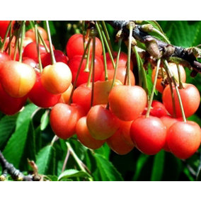 Dwarf Patio Napolean Cherry Fruit Tree 3-4ft Supplied in a 5 Litre Pot