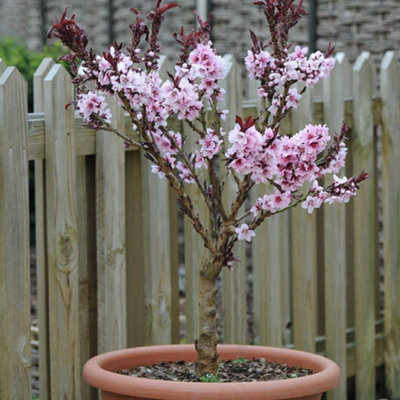 Dwarf Patio Peach Tree - Sweet Juicy Fruits Pink Blossom. Self-Fertile ...