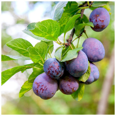 Dwarf Patio Plum Reine Claude d'Althan in 5L Pot Large Purple Tasty ...