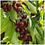 Dwarf Patio Stella Cherry Tree, Self-Fertile& Ready to Fruit.Dark Red,Very Tasty 3FATPIGS