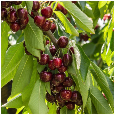 Dwarf Patio Stella Cherry Tree, Self-Fertile& Ready to Fruit.Dark Red ...